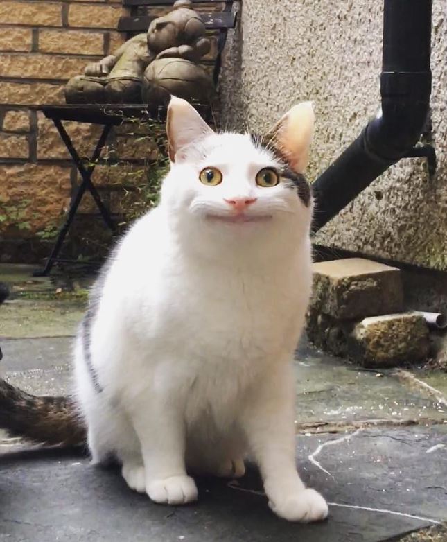 polite_cat_1.JPG
