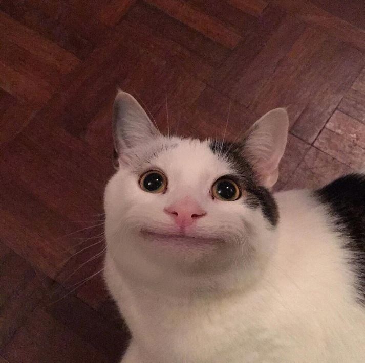 polite_cat_2.JPG